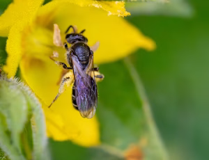 Frynset smalbi - Lasioglossum sexstrigatum - Hun, , Fotograf Claus Bach.