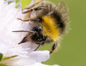 Lille skovhumle - Bombus pratorum - Han, , Fotograf Claus Bach.