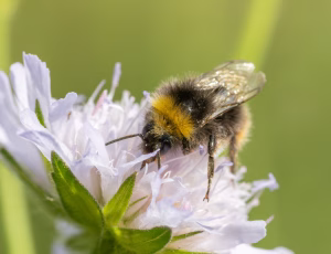 Lille skovhumle - Bombus pratorum - Han, , Fotograf Claus Bach.
