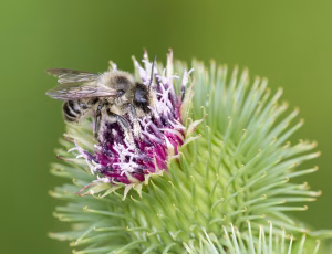 Rosenbladskærerbi - Megachile centuncularis - Han, , Fotograf Claus Bach.