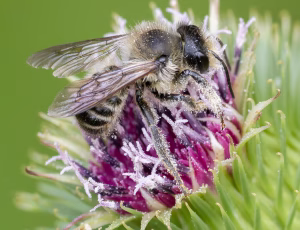 Rosenbladskærerbi - Megachile centuncularis - Han, , Fotograf Claus Bach.