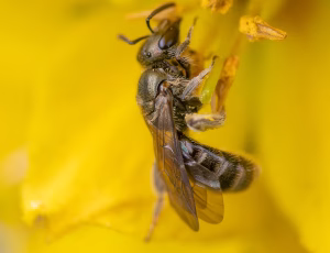 Metalsmalbi - Lasioglossum morio - Hun, , Fotograf Claus Bach.