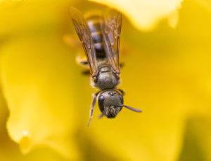 Metalsmalbi - Lasioglossum morio - Hun, , Fotograf Claus Bach.