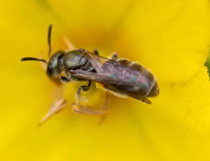 Metalsmalbi - Lasioglossum morio - Hun, , Fotograf Claus Bach.