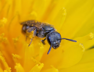 Metalsmalbi - Lasioglossum morio - Hun, , Fotograf Claus Bach.