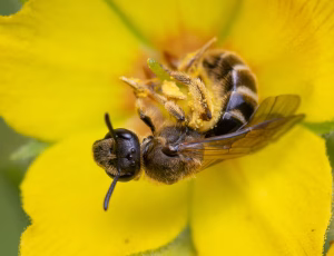 Moskussmalbi - Lasioglossum calceatum - Hun, , Fotograf Claus Bach.