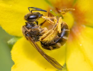 Moskussmalbi - Lasioglossum calceatum - Hun, , Fotograf Claus Bach.