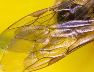 Moskussmalbi - Lasioglossum calceatum - Hun, , Fotograf Claus Bach.