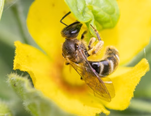 Moskussmalbi - Lasioglossum calceatum - Hun, , Fotograf Claus Bach.
