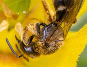 Moskussmalbi - Lasioglossum calceatum - Hun, , Fotograf Claus Bach.