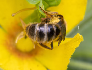 Moskussmalbi - Lasioglossum calceatum - Hun, , Fotograf Claus Bach.
