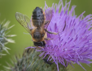 Træbladskærerbi - Megachile ligniseca - Hun, , Fotograf Claus Bach.