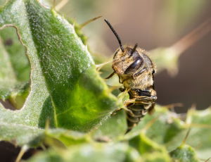 Havekeglebi - Coelioxys inermis - Hun, , Fotograf Claus Bach.
