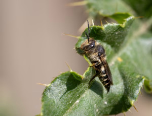 Havekeglebi - Coelioxys inermis - Hun, , Fotograf Claus Bach.