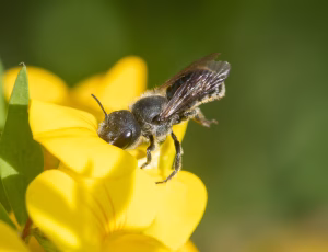 Blå murerbi - Osmia caerulescens - Hun, , Fotograf Claus Bach.