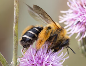 Pragtbuksebi - Dasypoda hirtipes - Hun, , Fotograf Claus Bach.