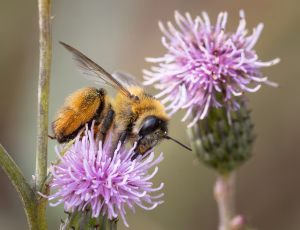 Pragtbuksebi - Dasypoda hirtipes - Hun, , Fotograf Claus Bach.
