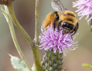 Pragtbuksebi - Dasypoda hirtipes - Hun, , Fotograf Claus Bach.