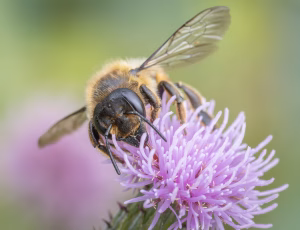 Træboende bladskærerbi - Megachile willughbiella - Hun, , Fotograf Claus Bach.