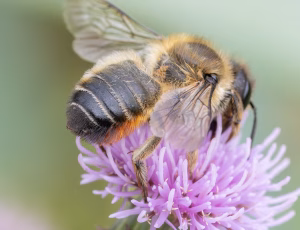 Træboende bladskærerbi - Megachile willughbiella - Hun, , Fotograf Claus Bach.