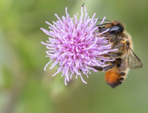 Træboende bladskærerbi - Megachile willughbiella - Hun, , Fotograf Claus Bach.