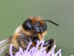 Træboende bladskærerbi - Megachile willughbiella - Hun, , Fotograf Claus Bach.