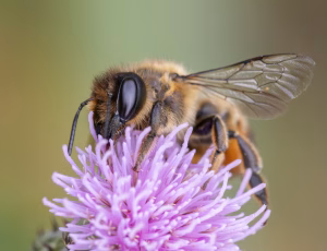 Træboende bladskærerbi - Megachile willughbiella - Hun, , Fotograf Claus Bach.