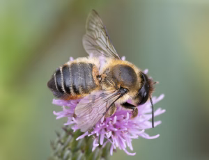 Træboende bladskærerbi - Megachile willughbiella - Hun, , Fotograf Claus Bach.