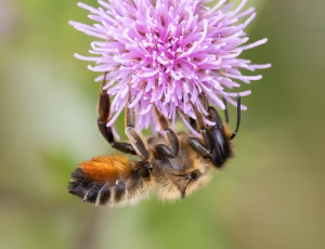 Træboende bladskærerbi - Megachile willughbiella - Hun, , Fotograf Claus Bach.