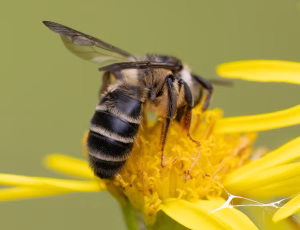 Tandet jordbi - Andrena denticulata - Hun, , Fotograf Claus Bach.