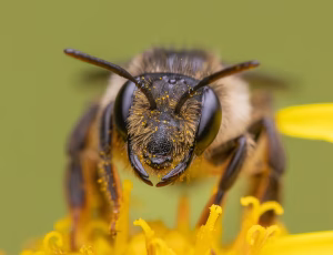 Tandet jordbi - Andrena denticulata - Hun, , Fotograf Claus Bach.
