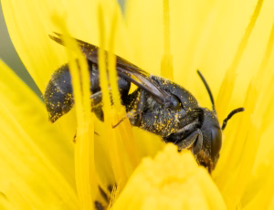 Vægpanserbi - Stelis breviuscula - Hun, , Fotograf Claus Bach.