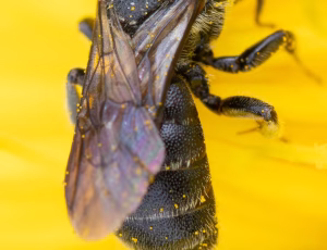 Vægpanserbi - Stelis breviuscula - Hun, , Fotograf Claus Bach.