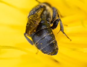 Vægpanserbi - Stelis breviuscula - Hun, , Fotograf Claus Bach.