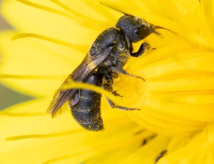 Vægpanserbi - Stelis breviuscula - Hun, , Fotograf Claus Bach.