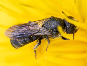 Vægpanserbi - Stelis breviuscula - Hun, , Fotograf Claus Bach.