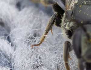 Vægpanserbi - Stelis breviuscula - Hun, , Fotograf Claus Bach.