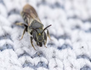 Vægpanserbi - Stelis breviuscula - Hun, , Fotograf Claus Bach.