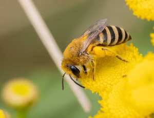 Sandsilkebi - Colletes fodiens - Hun, , Fotograf Claus Bach.