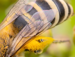 Sandsilkebi - Colletes fodiens - Han, , Fotograf Claus Bach.