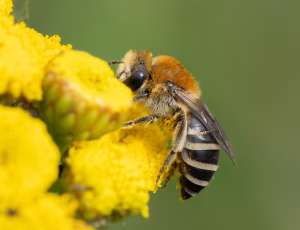 Kurvsilkebi - Colletes similis - Hun, , Fotograf Claus Bach.
