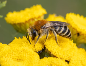 Kurvsilkebi - Colletes similis - Hun, , Fotograf Claus Bach.