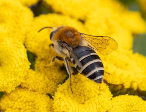Kurvsilkebi - Colletes similis - Hun, , Fotograf Claus Bach.