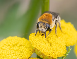 Kurvsilkebi - Colletes similis - Hun, , Fotograf Claus Bach.