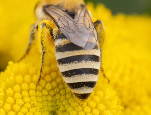Sandsilkebi - Colletes fodiens - Hun, , Fotograf Claus Bach.