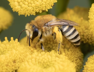 Sandsilkebi - Colletes fodiens - Hun, , Fotograf Claus Bach.