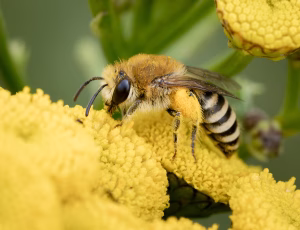 Sandsilkebi - Colletes fodiens - Hun, , Fotograf Claus Bach.