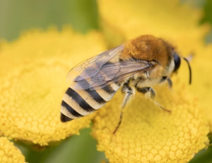 Sandsilkebi - Colletes fodiens - Hun, , Fotograf Claus Bach.