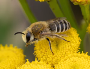 Sandsilkebi - Colletes fodiens - Han, , Fotograf Claus Bach.