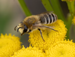 Sandsilkebi - Colletes fodiens - Han, , Fotograf Claus Bach.